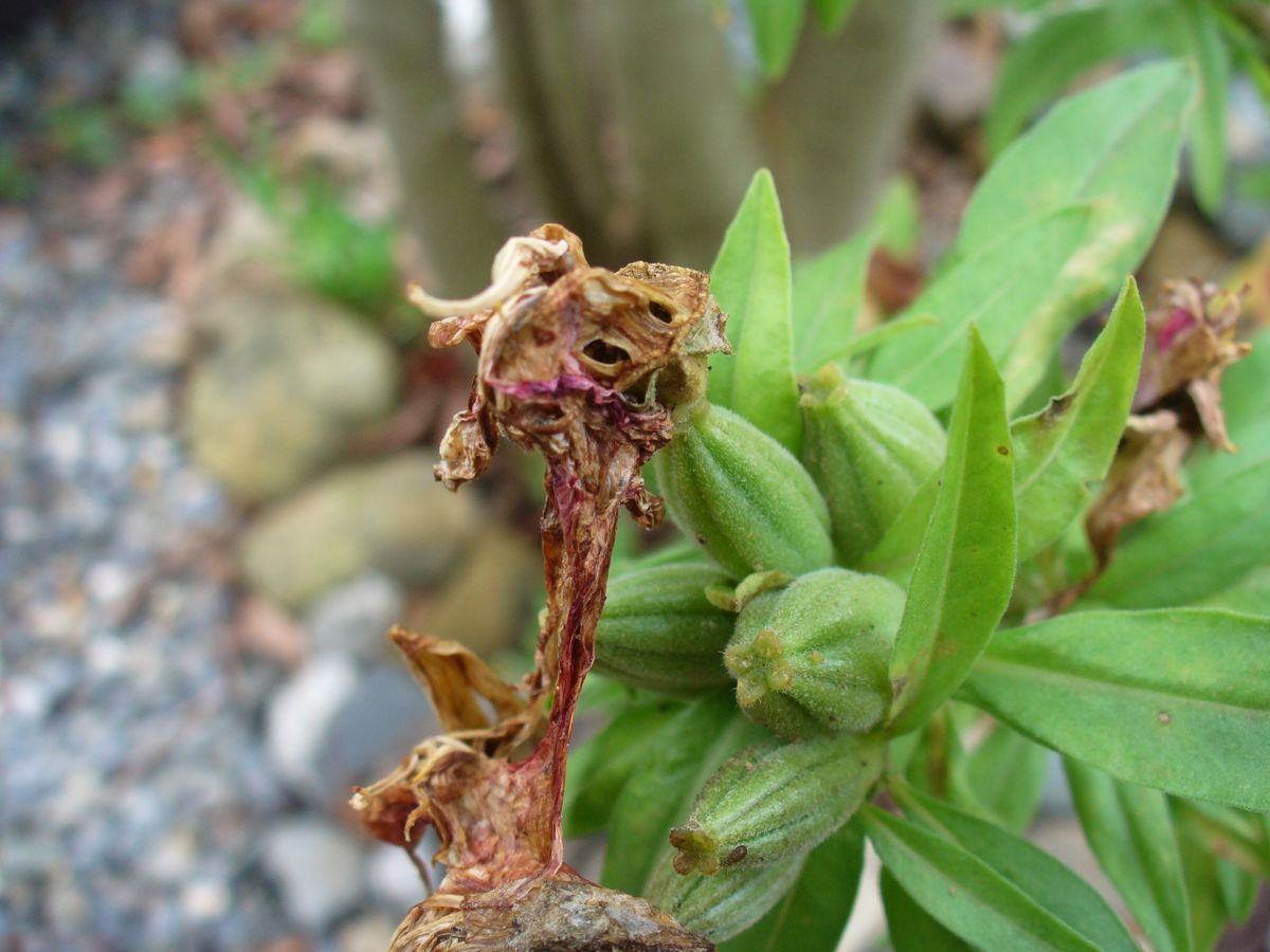 はじめてのゴデチヤ★種から種まで 花の落ちた後が膨らんでいます