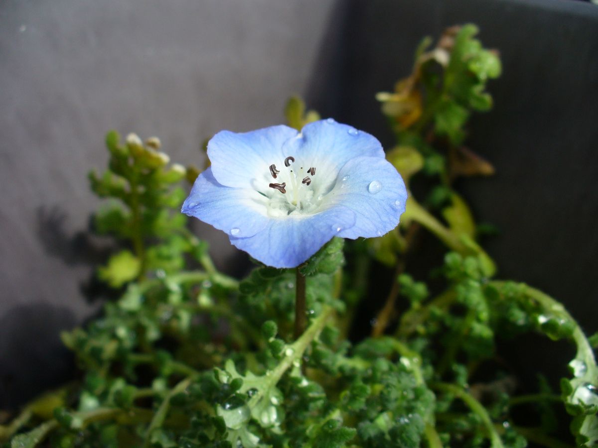 はじめてのネモフィラ★種から 開花