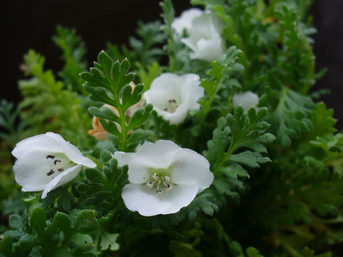 はじめてのネモフィラ★種から 白花の株