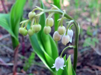 スズランの庭栽培 5月下旬ピンクスズラン開花