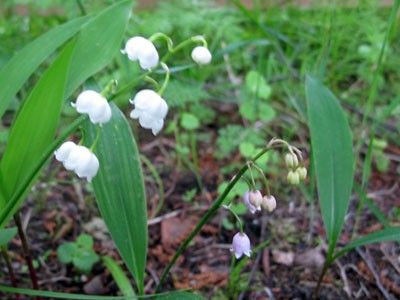 スズランの庭栽培 ピンクは２本だけ開花