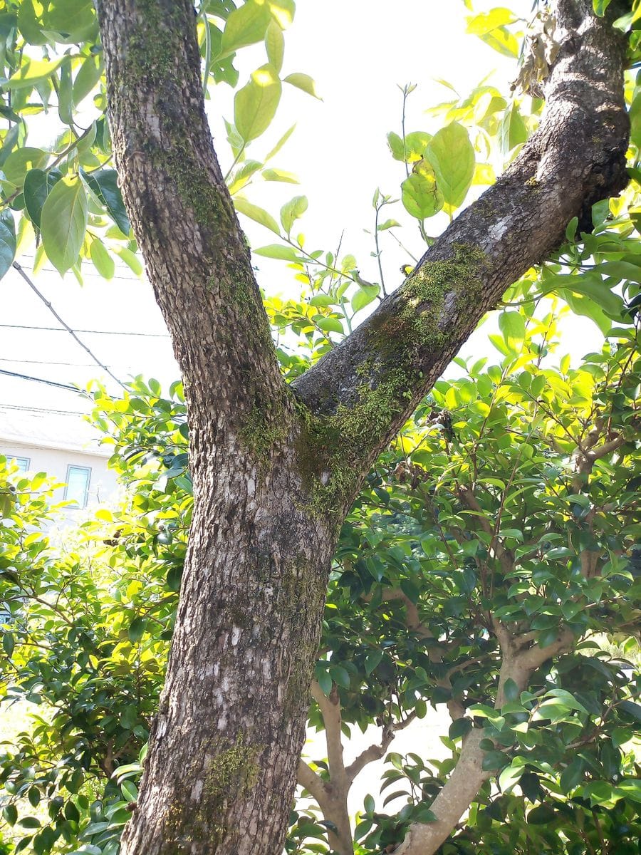 庭の柿の木でビカクシダの着生に挑戦 剪定した柿の木