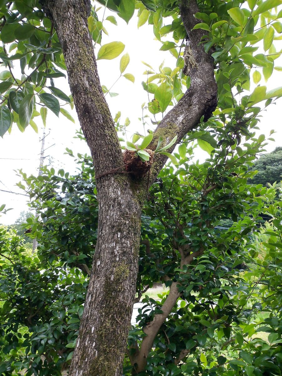 庭の柿の木でビカクシダの着生に挑戦 木下から