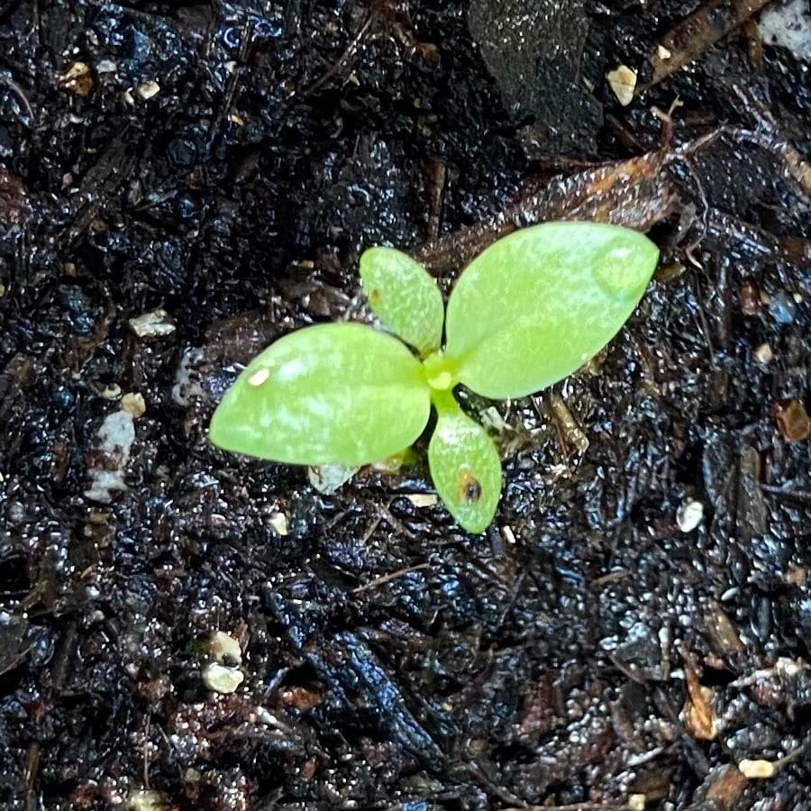 トルコキキョウ秋に種まきに挑戦！ 12月4日　芽が出て44日目🌱