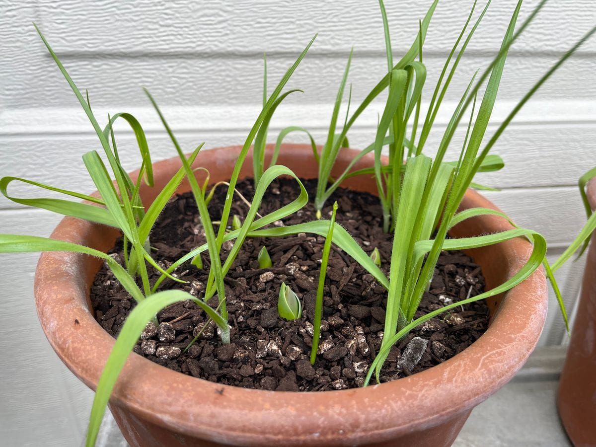 真っ赤な八重咲きチューリップをモリモリ咲かせたい🌷 1/16 やっと芽が出始めました