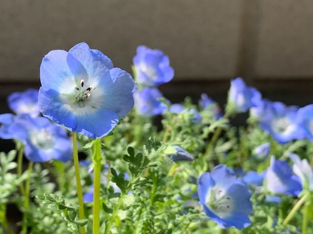 今年もネモフィラ