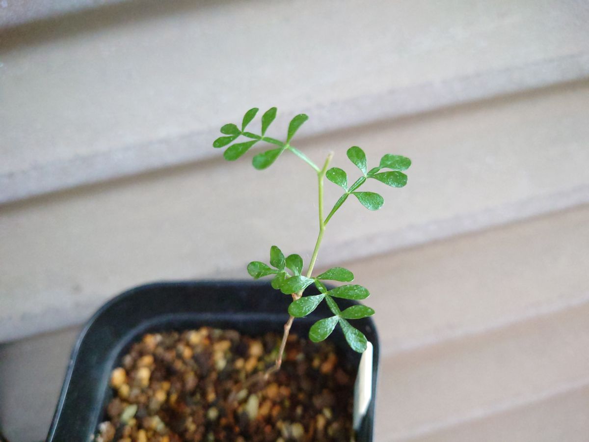 オペルクリカリア・パキプスの実生に挑戦🌱 ちょい剪定