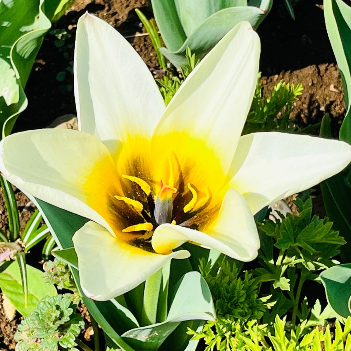 掘り上げ球根の植え付けから開花までの道のり🎵 コンサート開花❣️