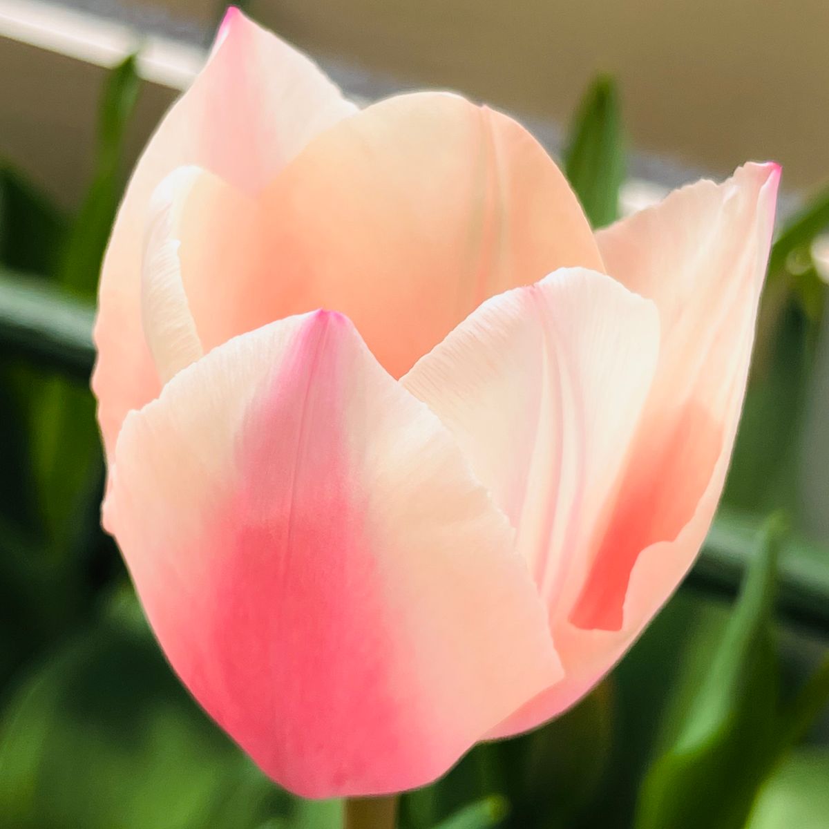 掘り上げ球根の植え付けから開花までの道のり🎵 タイツブーツ開花❣️