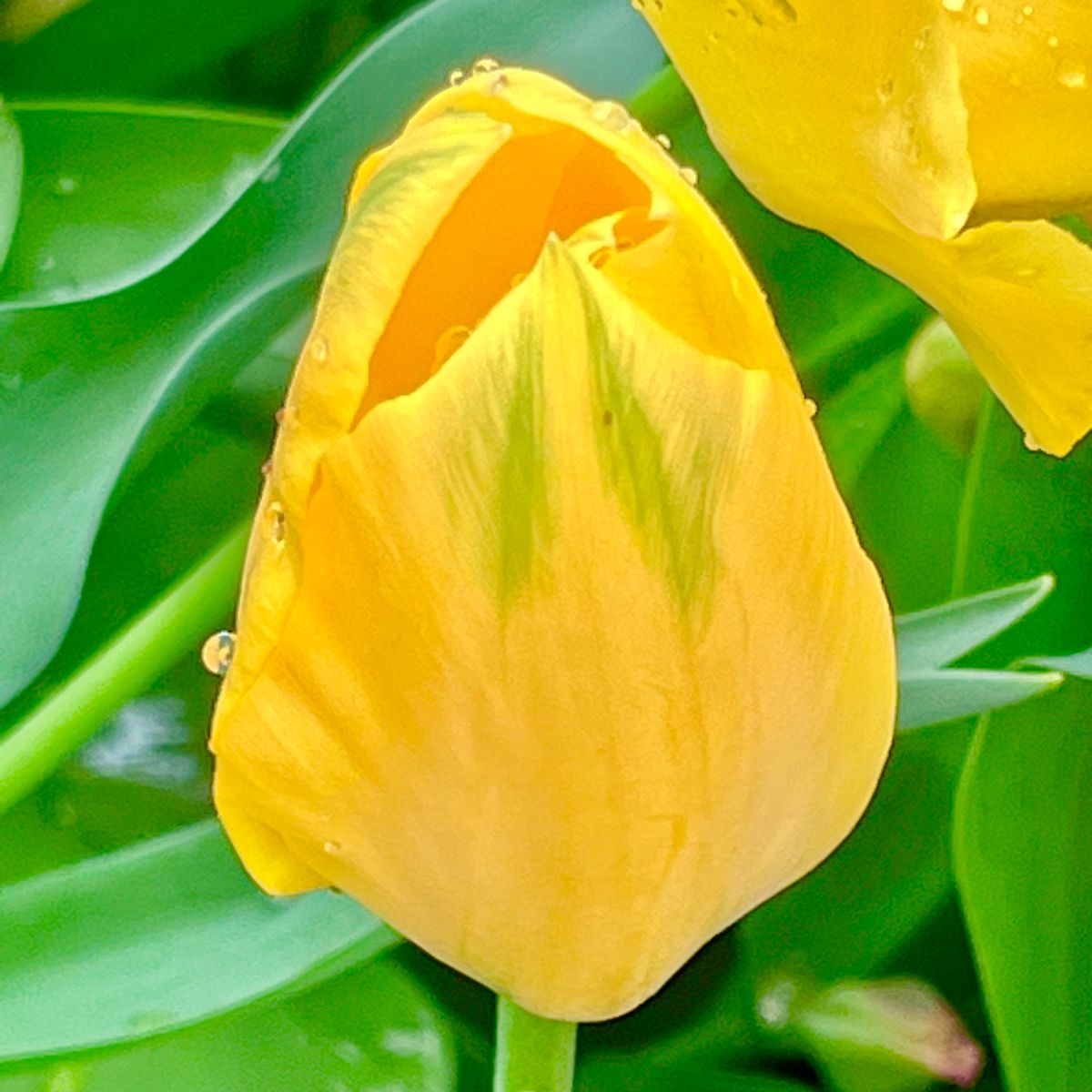 掘り上げ球根の植え付けから開花までの道のり🎵 月浪漫開花❣️