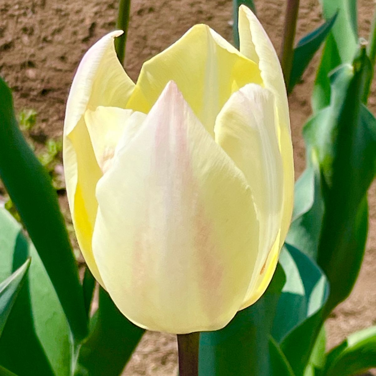 掘り上げ球根の植え付けから開花までの道のり🎵 イエローサプライズ開花❣️