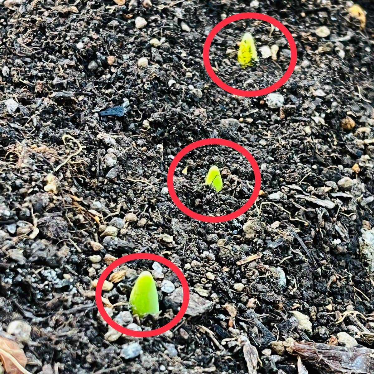 掘り上げ球根の植え付けから開花までの道のり🎵 ポツポツ発芽🌷