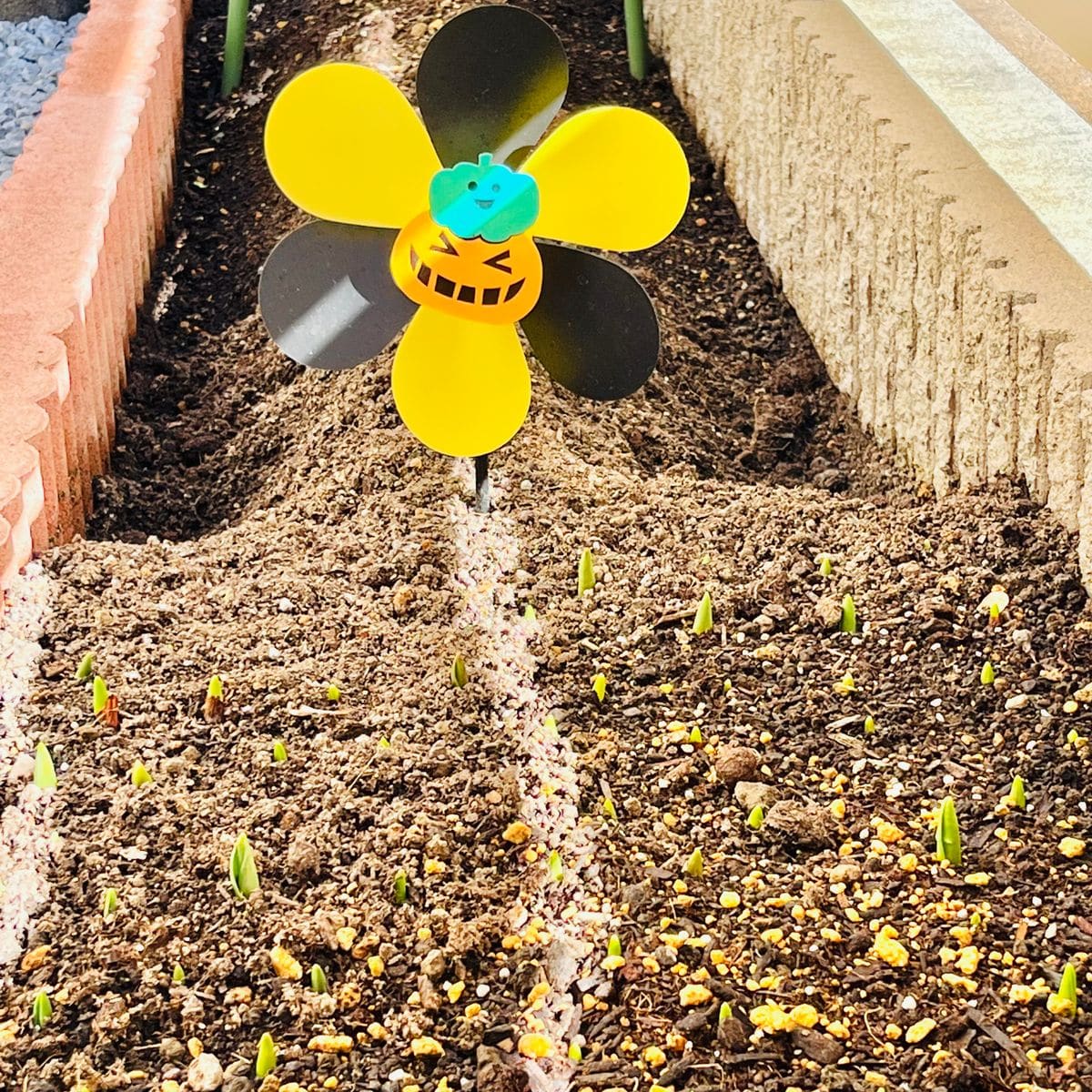 掘り上げ球根の植え付けから開花までの道のり🎵 事件発生☠️