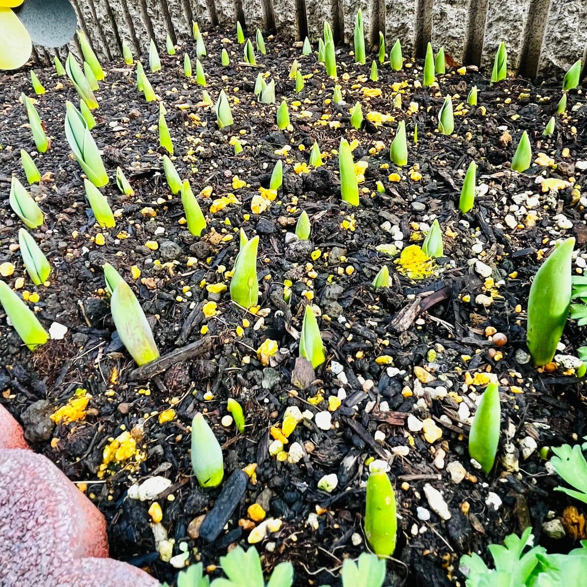 掘り上げ球根の植え付けから開花までの道のり🎵 順調🌷