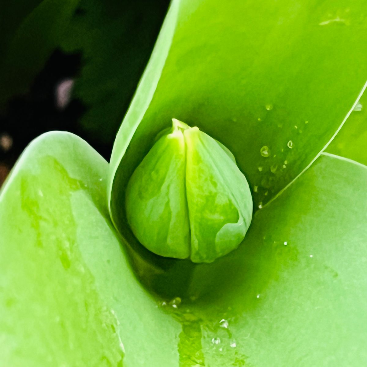 掘り上げ球根の植え付けから開花までの道のり🎵 花芽❣️