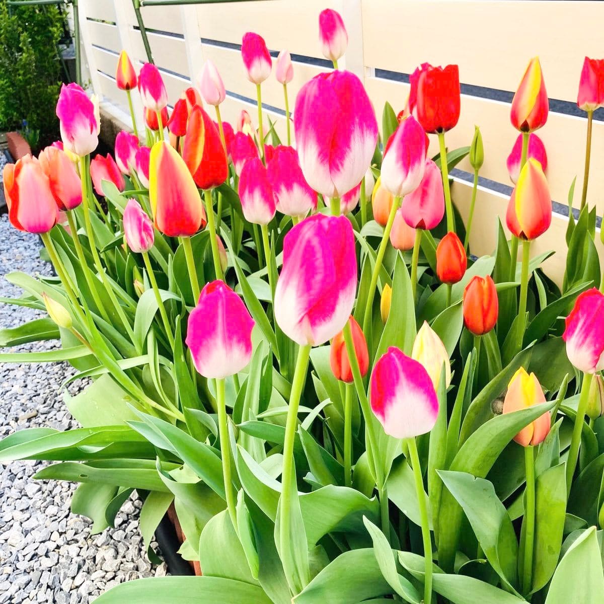 掘り上げ球根の植え付けから開花までの道のり🎵