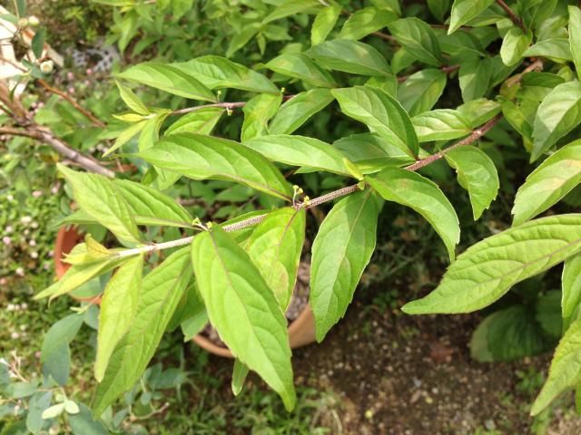 ムラサキシキブの成長日記 花芽を発見