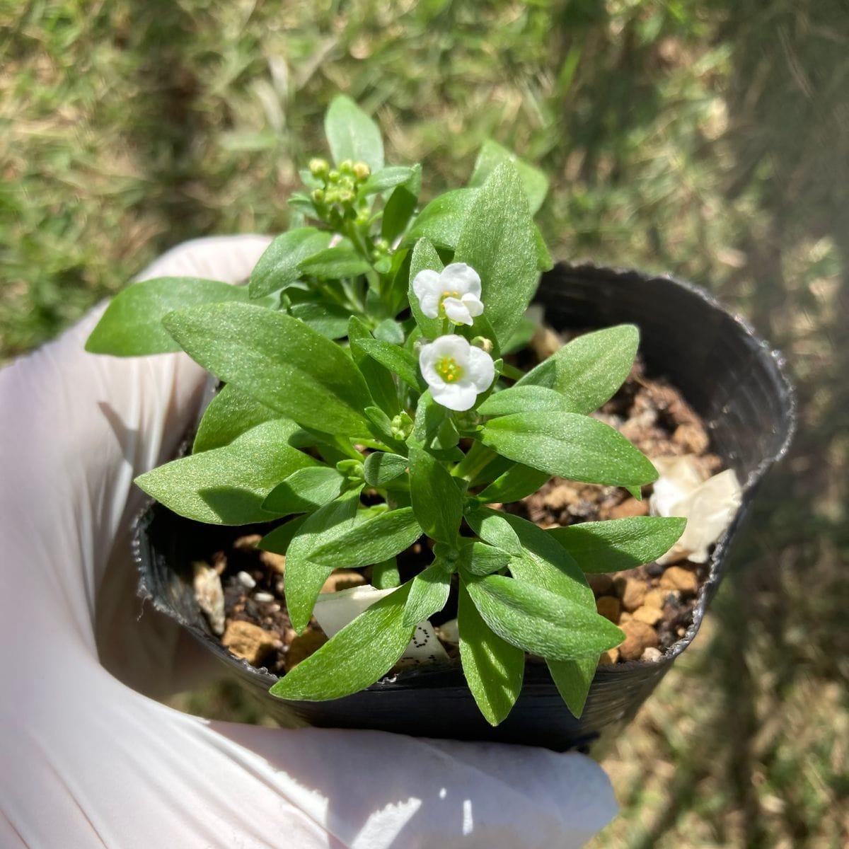 種採りしたスイートアリッサムを春に向けて育てる 開花