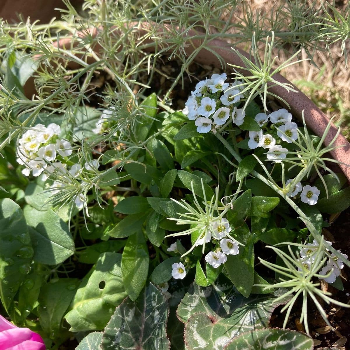 種採りしたスイートアリッサムを春に向けて育てる 脇芽の花も咲き始め