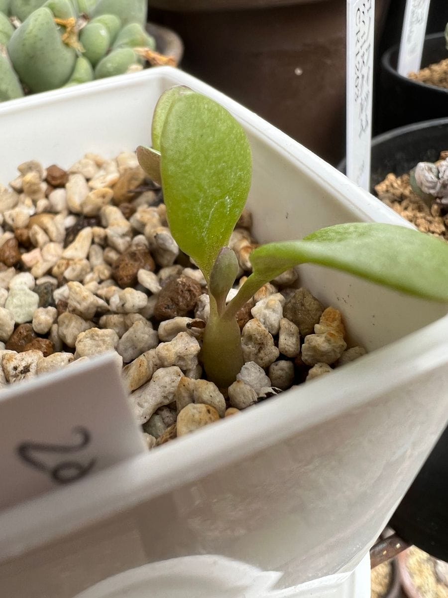 オトンナヘレイを種子から育てる‼️ 2023年1月15日種まき57日後