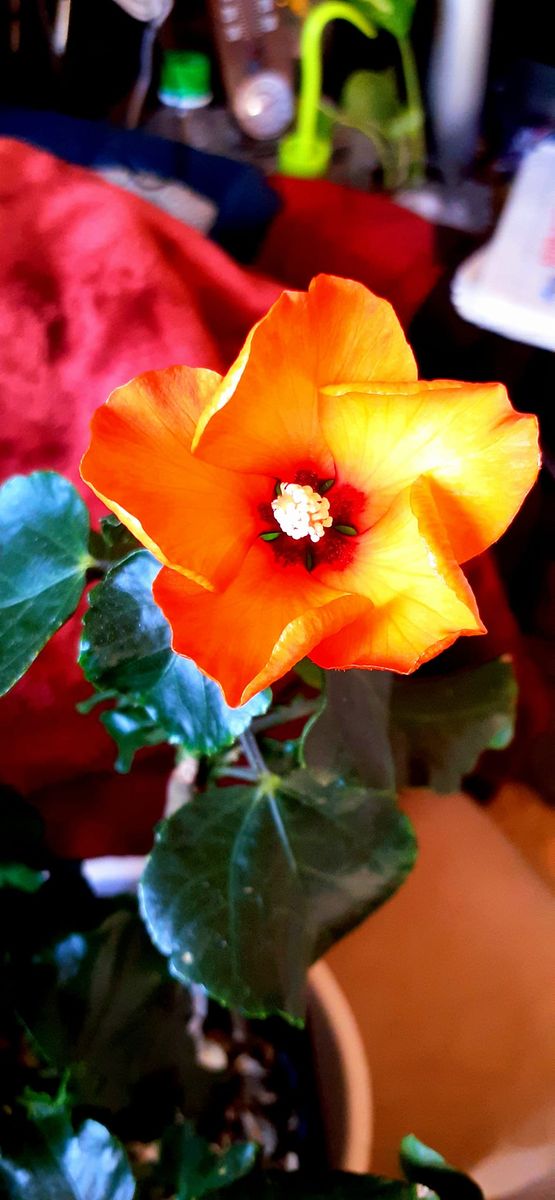 お気に入りの花屋で見たのが運のツキ・・・ とうとう開花したプチオレンジ