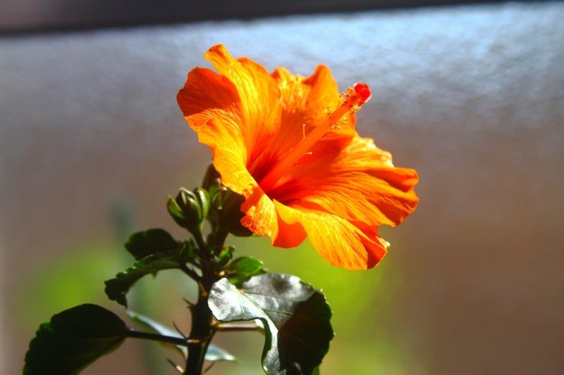 お気に入りの花屋で見たのが運のツキ・・・ ウチに来て初めての開花