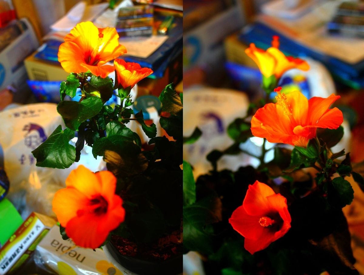 お気に入りの花屋で見たのが運のツキ・・・ 怒涛の開花今度はほぼ3本同時に咲いた