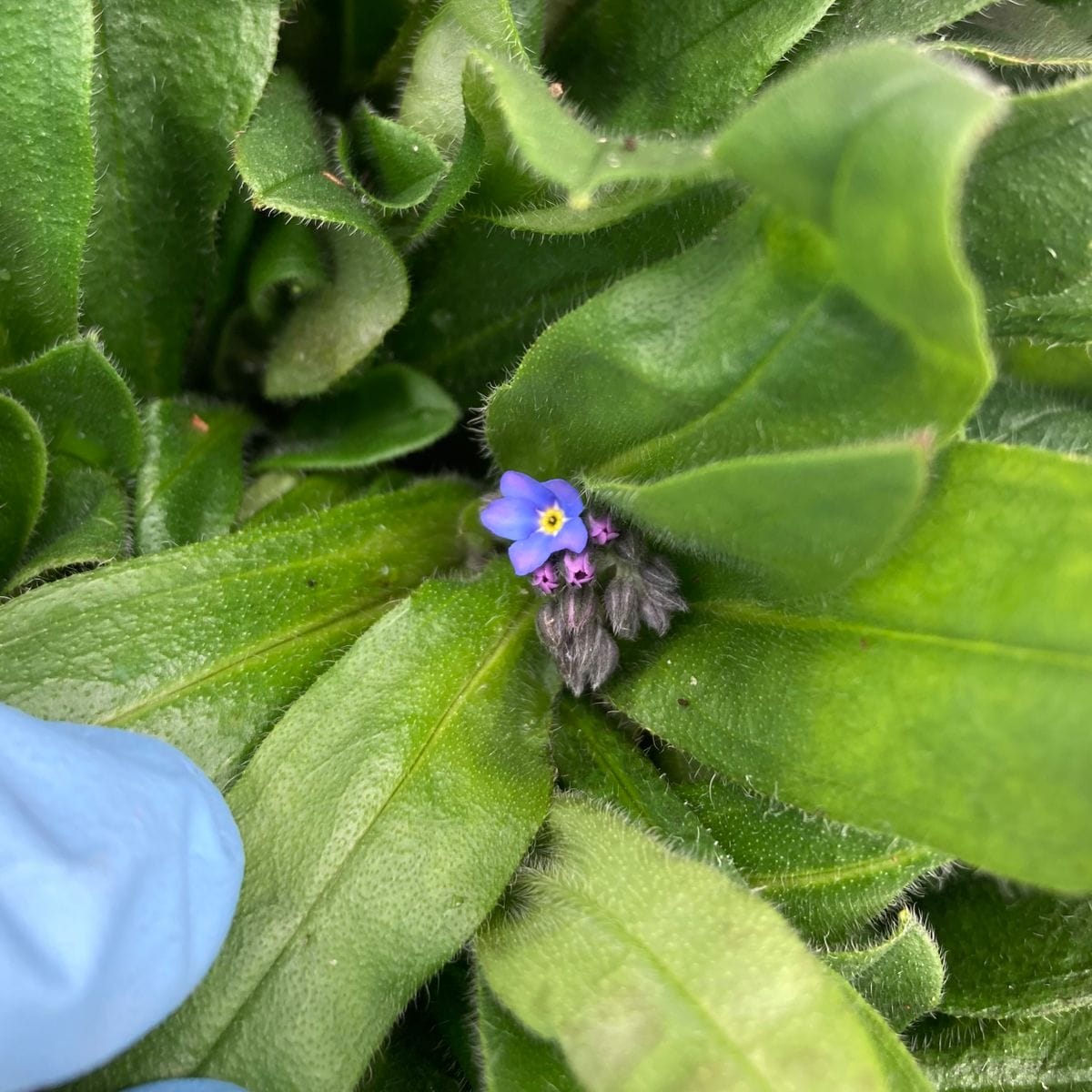 種採りした勿忘草を春に向けて育てる 開花