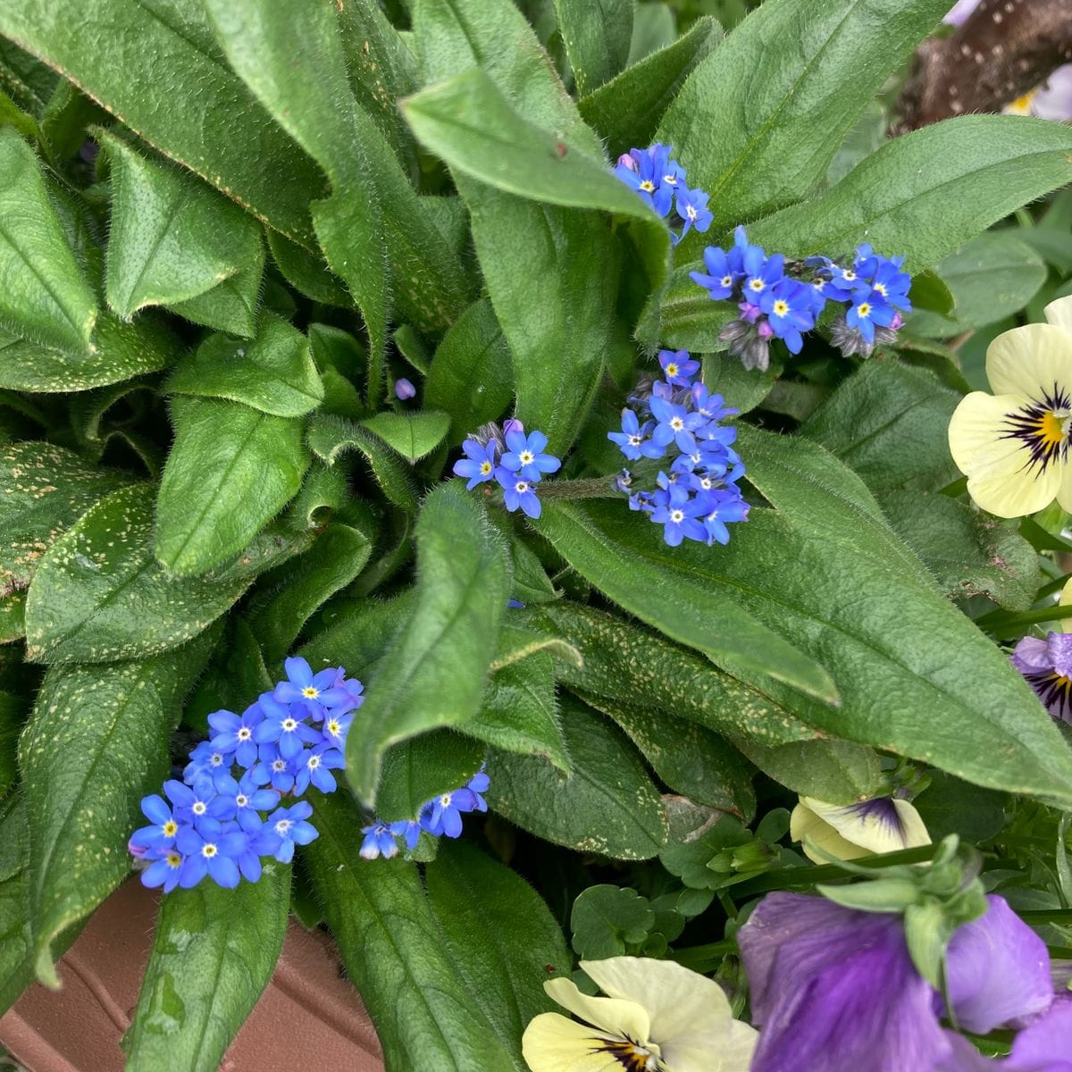 種採りした勿忘草を春に向けて育てる 花数が増える