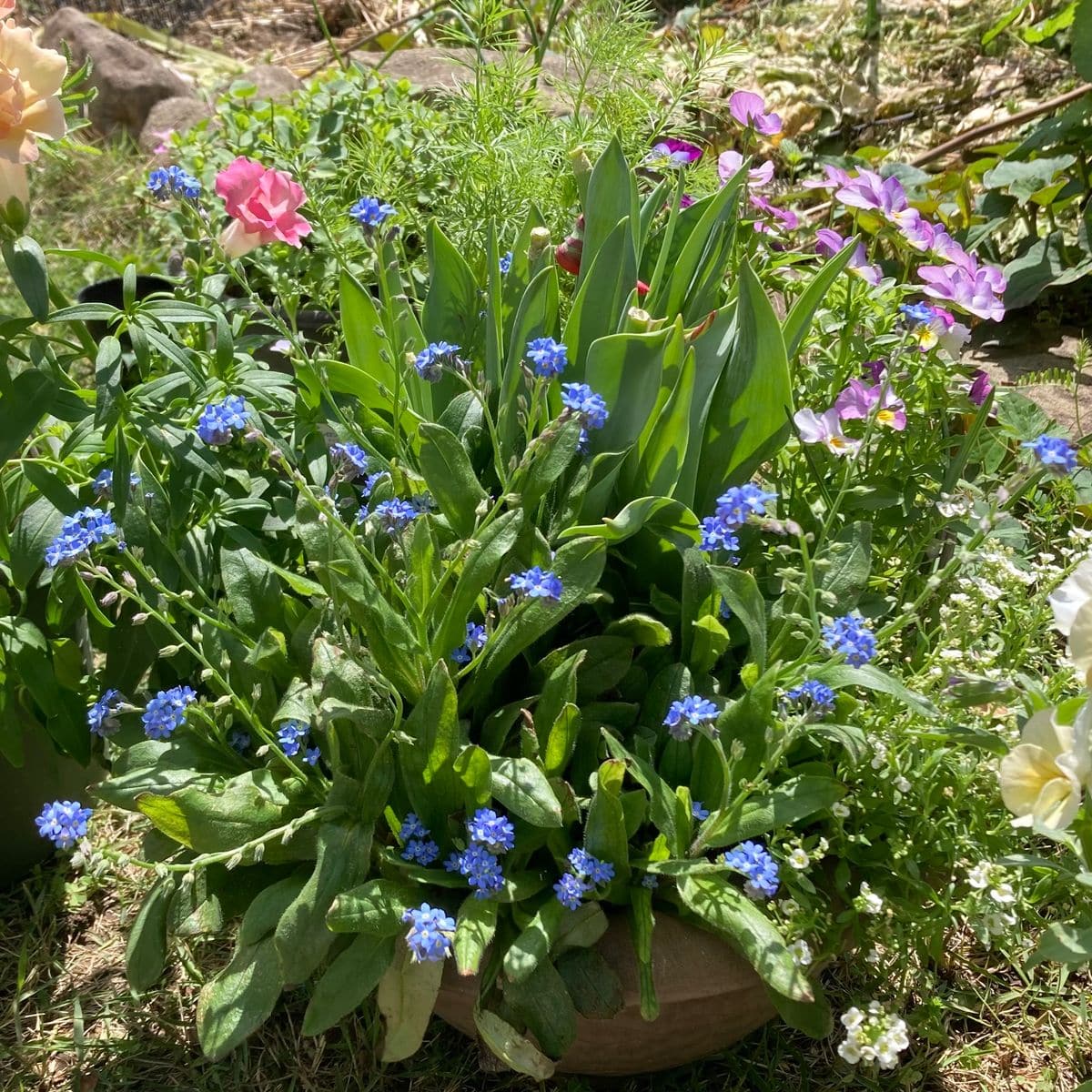 種採りした勿忘草を春に向けて育てる チューリップの開花後