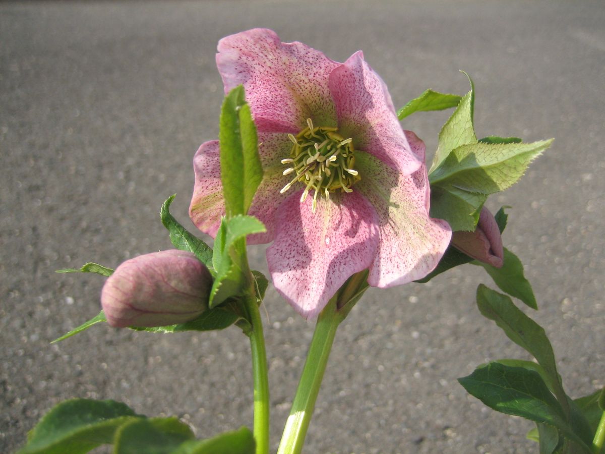 クリスマスローズの種から花を咲かせたい🎵（第二弾）続編｜そだレポ