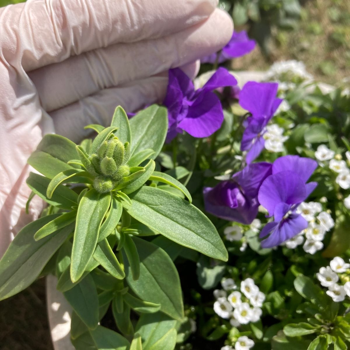 種採りしたキンギョソウを春に向けて育てる 蕾が膨らむ