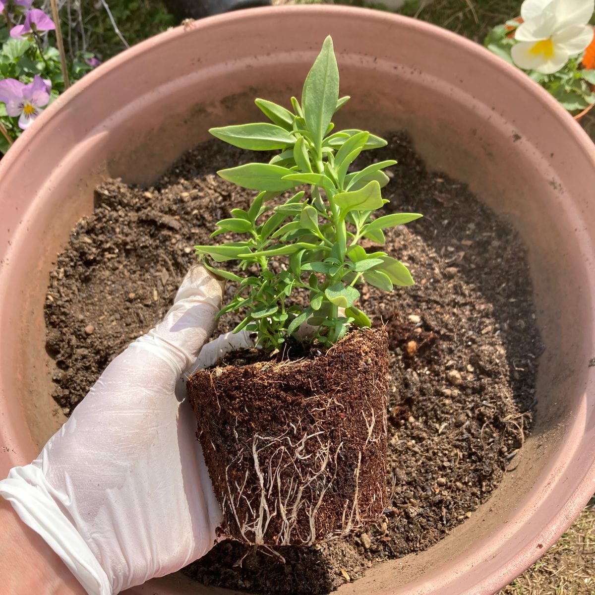 種採りしたキンギョソウを春に向けて育てる 残りのポット苗を寄せ植えに