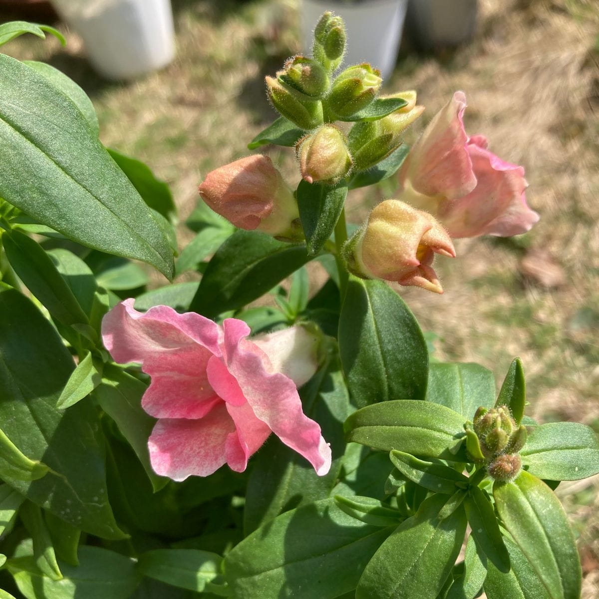 種採りしたキンギョソウを春に向けて育てる 開花