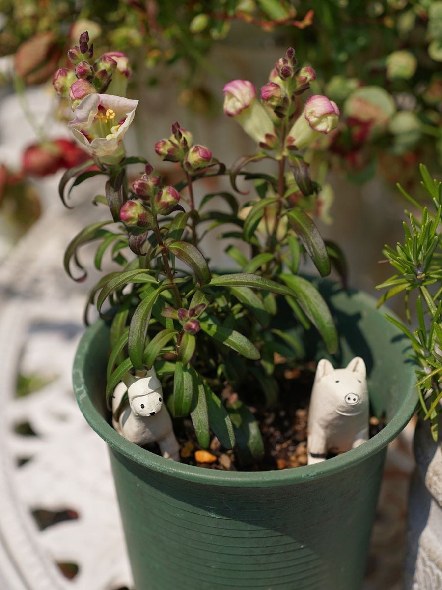 お洒落な金魚草アンティキティを挿し芽で殖やす 開花！