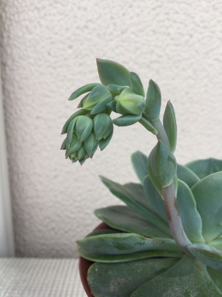 七福神。凍っても平気！花が咲きました。 つぼみのアップ。