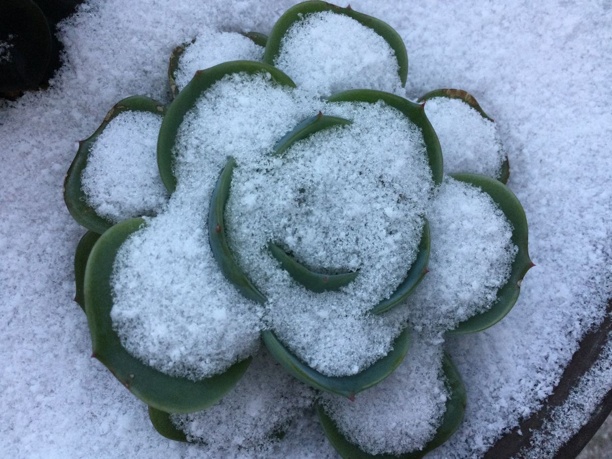 七福神。凍っても平気！花が咲きました。 雪を被ってしまいました。