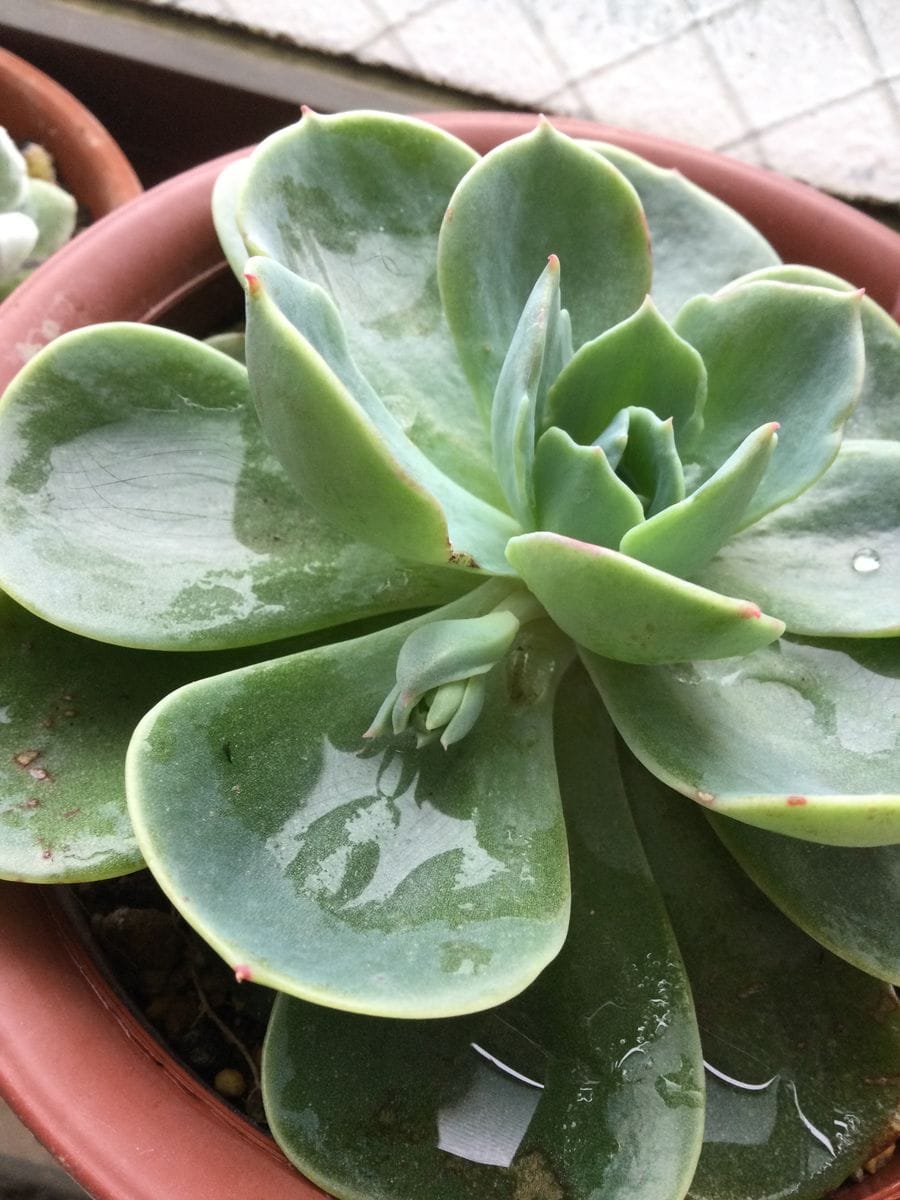 七福神。凍っても平気！花が咲きました。 花芽〜！