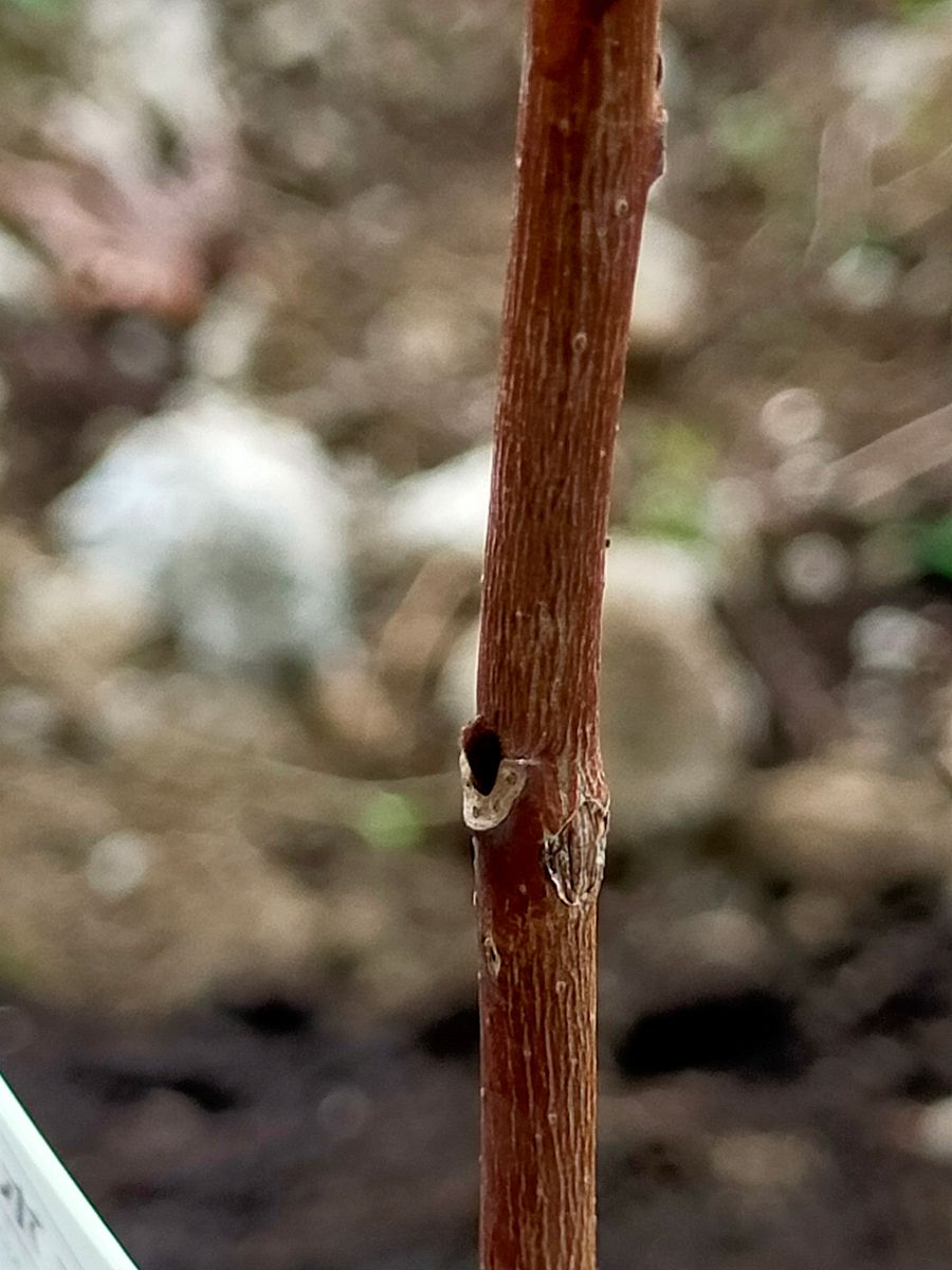 ポポーの収穫を目指して 芽の拡大