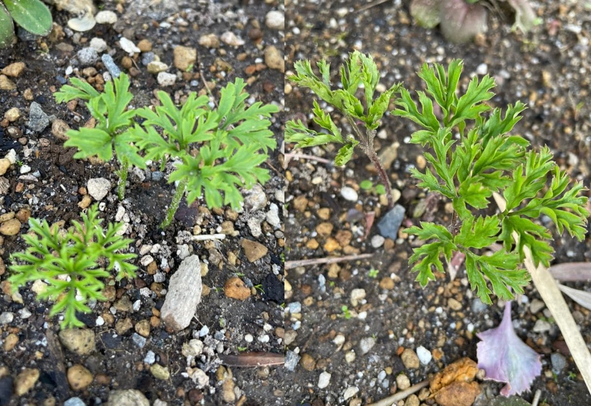 リベンジ！アネモネ→2年目  2月植え 葉が出ました