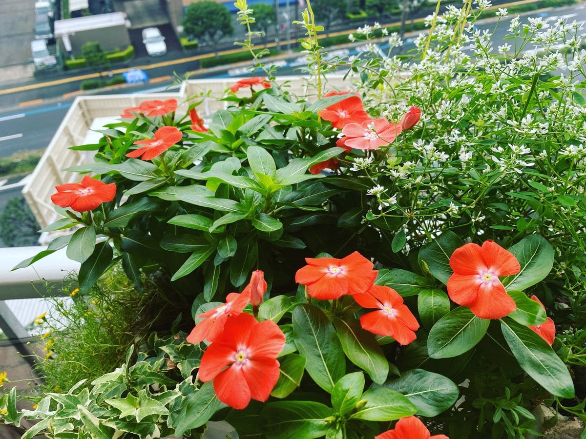 夏から冬までずっと咲いた日々草夏みかん。 カワイイ夏ミカン色の花ピーク！！