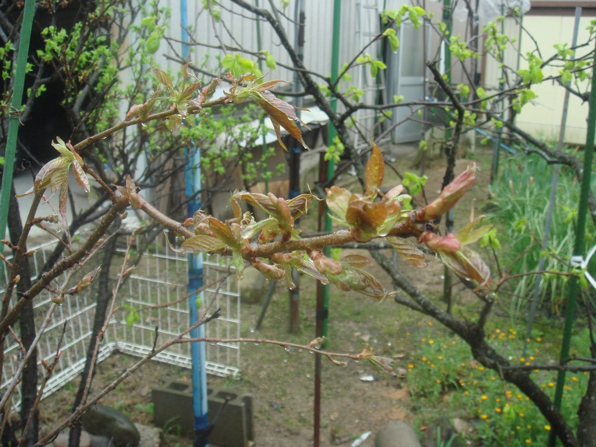 桜　須磨浦普賢像 今年は咲くかな🌸🌸🌸