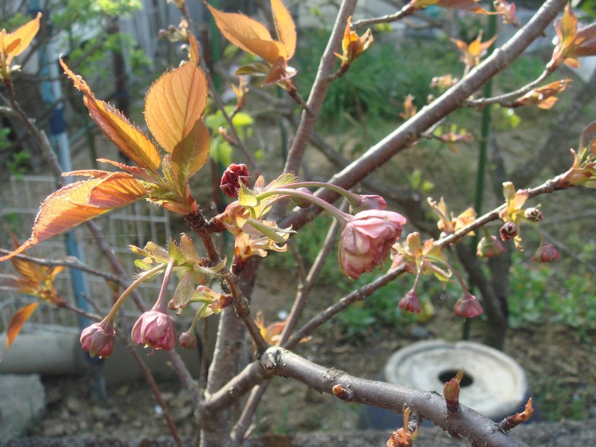 桜　須磨浦普賢像 今年は咲きます。❀❀❀