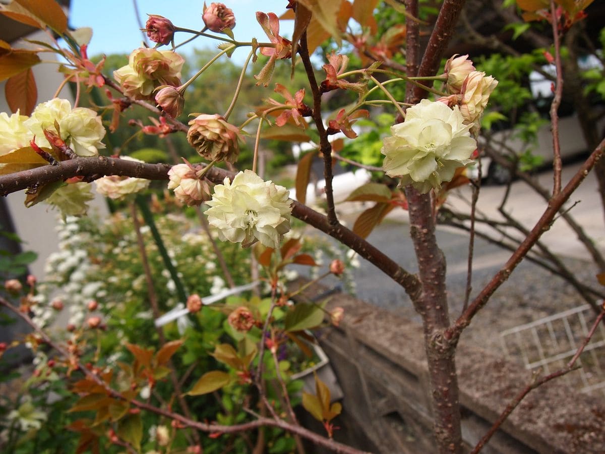 桜　須磨浦普賢像 咲きました。ヾ(*´∀｀*)ﾉ