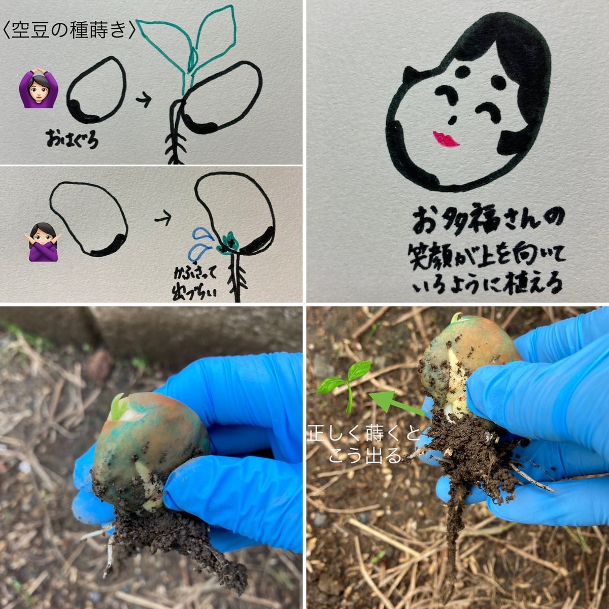 ゴーヤ跡地で空豆栽培 種の植える向きを間違えていたことが発覚！