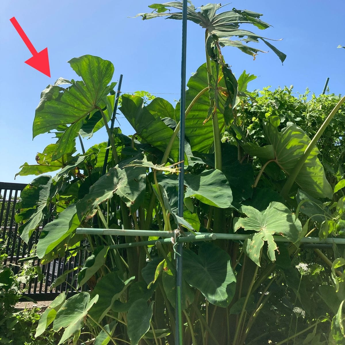 小さな種芋からビッグ＆沢山のたけのこ芋を収穫 また台風接近、さらに虫に食べられる