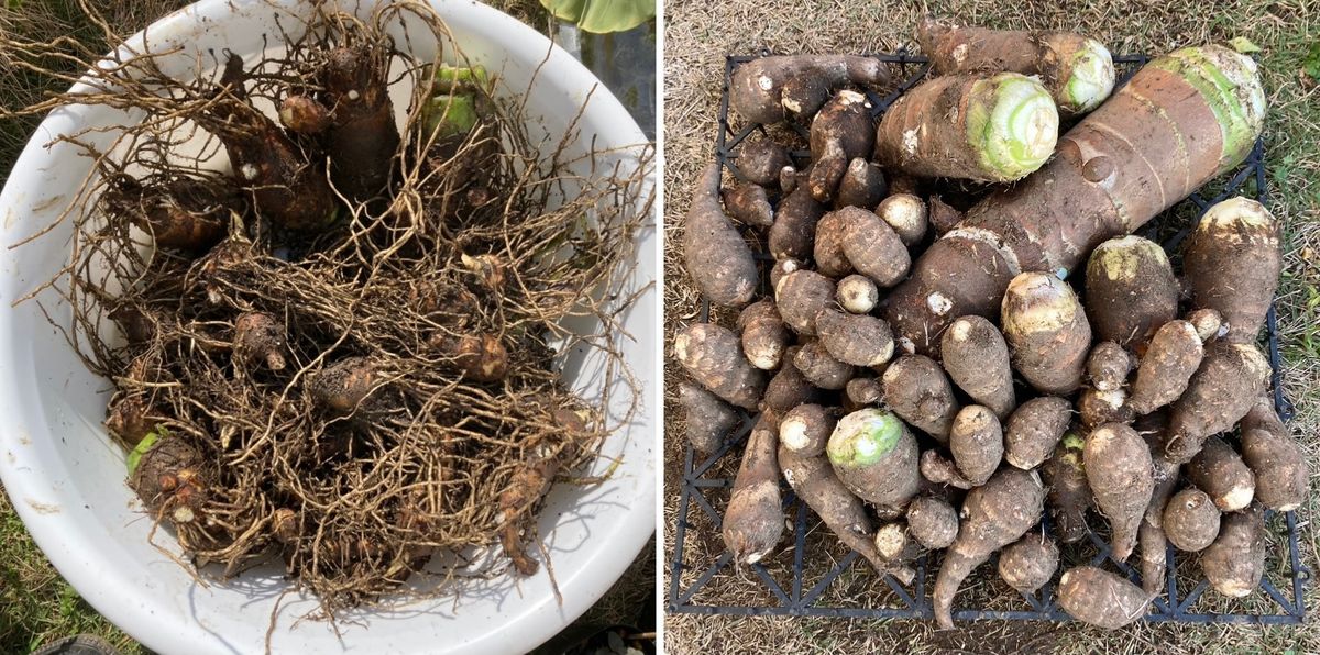 小さな種芋からビッグ＆沢山のたけのこ芋を収穫 育苗を振り返る