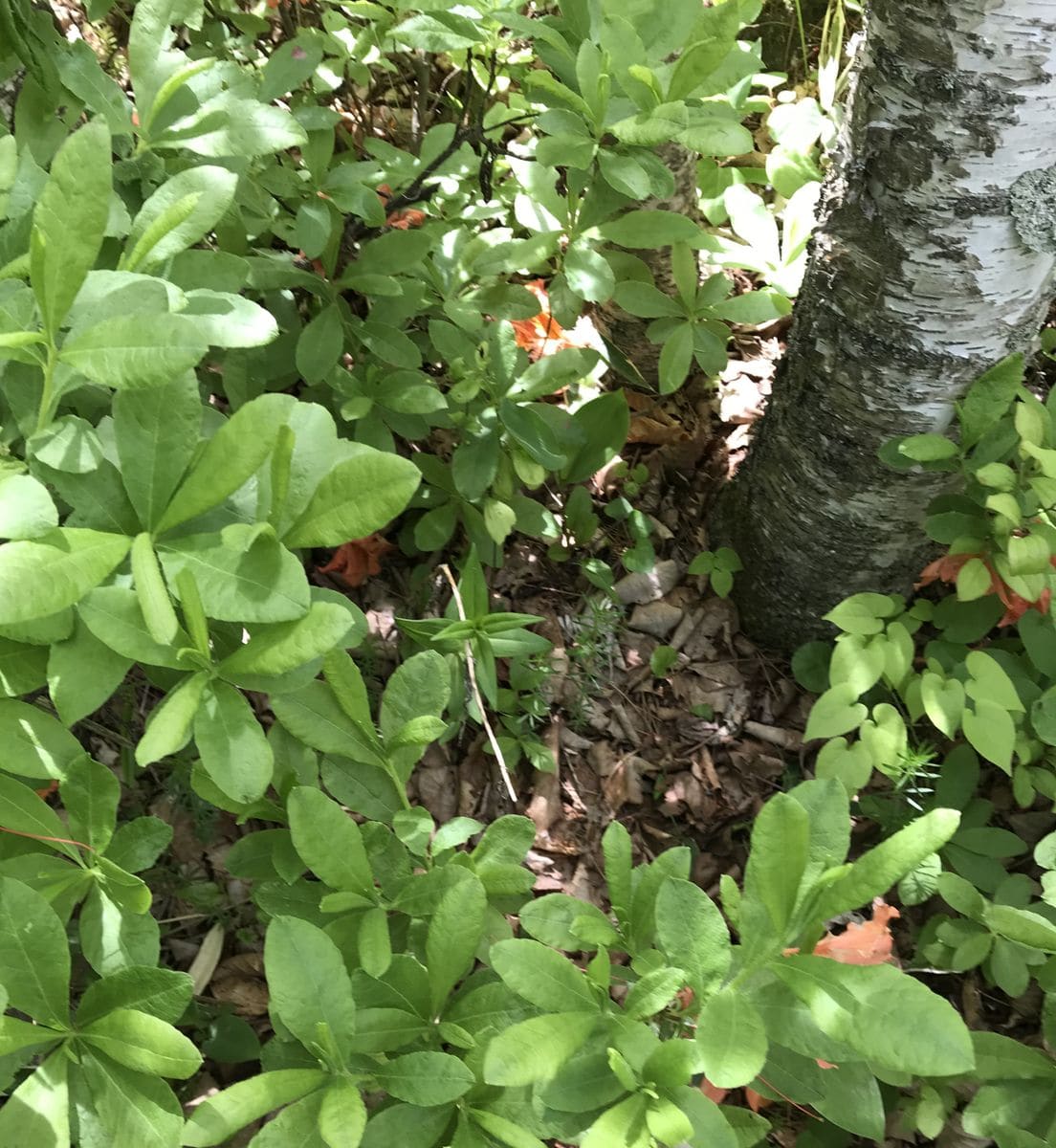 （トウヤク）リンドウを種から育ててみる 親株が芽吹いてきました②　周囲