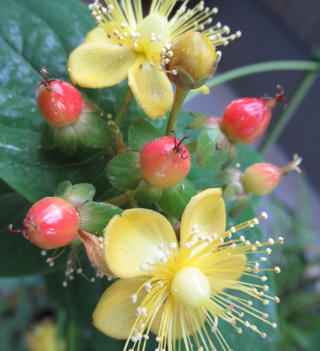 挿し芽で増やしたい 大分染まって