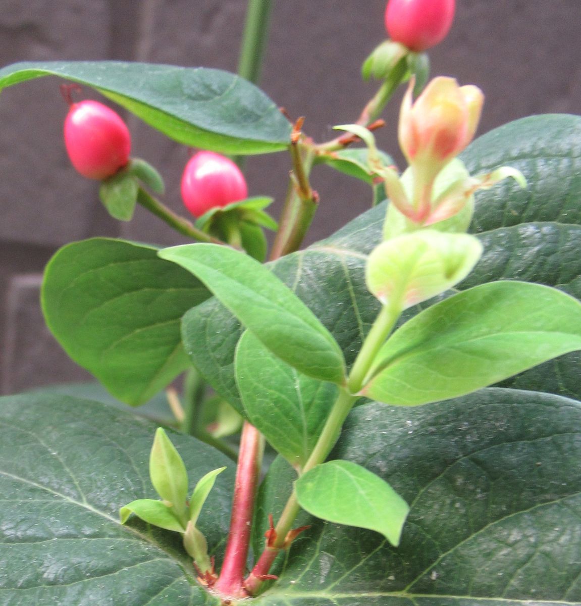 挿し芽で増やしたい 新芽